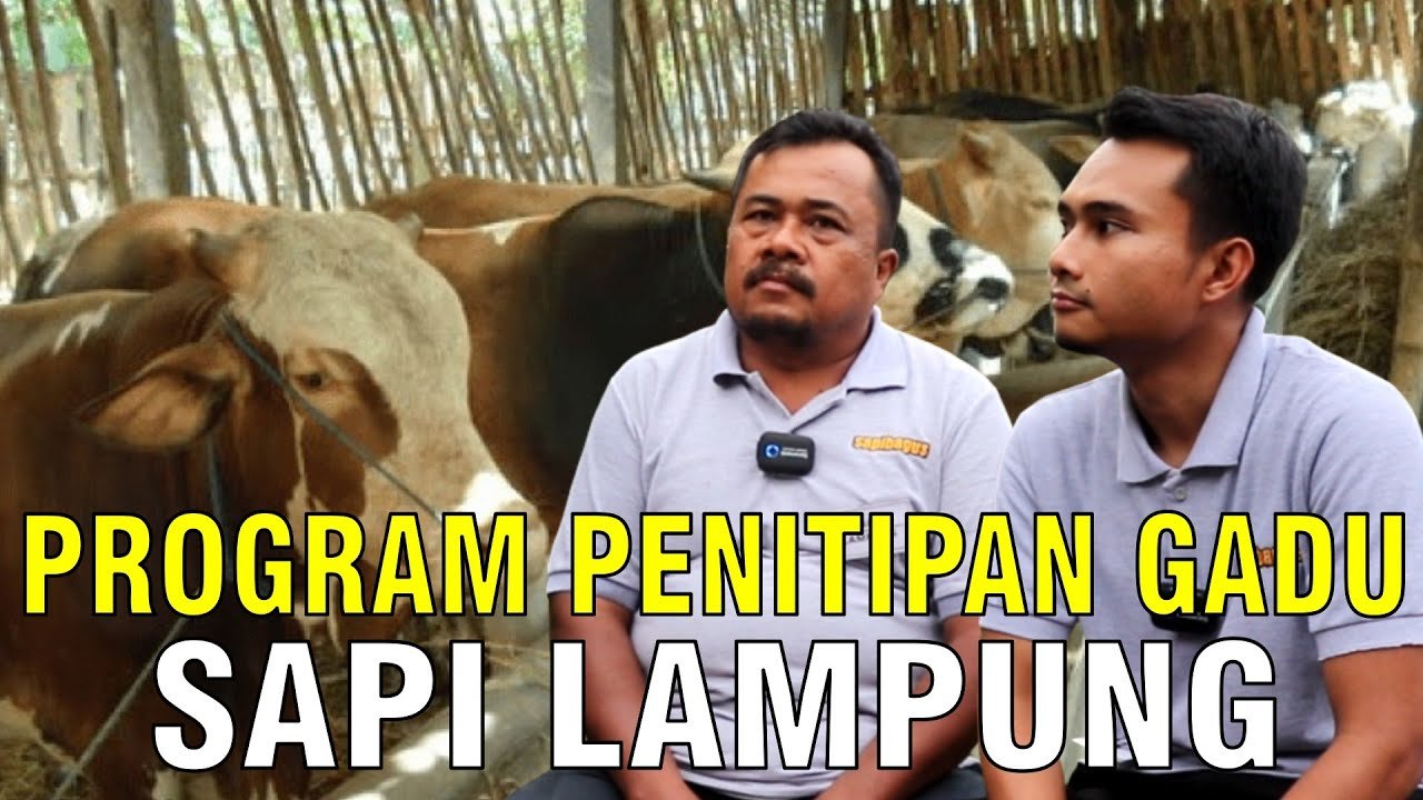 
                                 Program-Penitipan-Sapi-Gadu-Di-Lampung